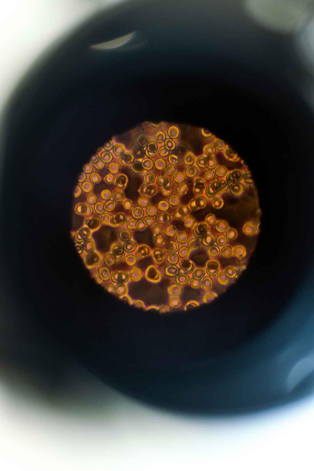 photo looking into microscope